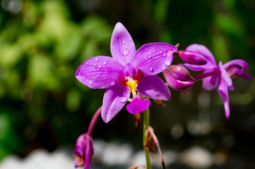 purple flower orchid