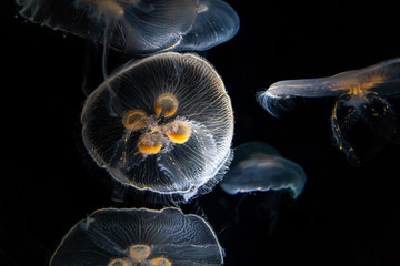 Deep sea jellyfish floating in dark water