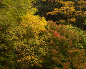 秋　紅葉　深まる秋