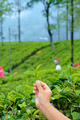 Fototapeta na wymiar Hand Holding Green Leaves of Tea Plant Closeup