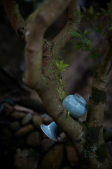 Celadon dragon kiln of the seventh generation