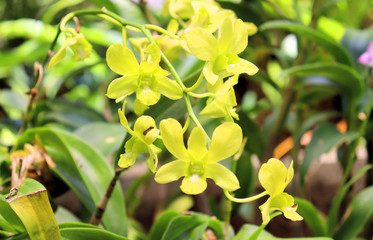 yellow flowers in the garden