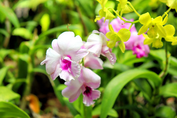pink flowers in the garden