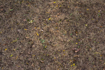 Autumn leaves on the dry hay with small leaves close-up
