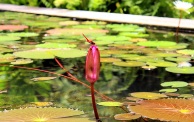 lotus in the pond