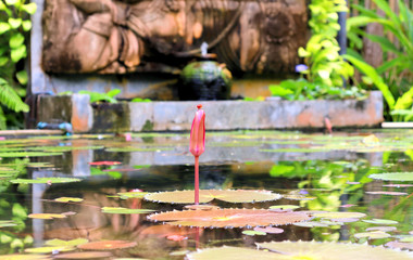 fountain in garden
