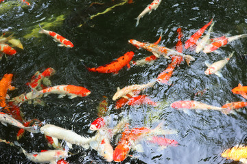 koi fish in pond