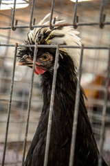 chicken cage at county fair