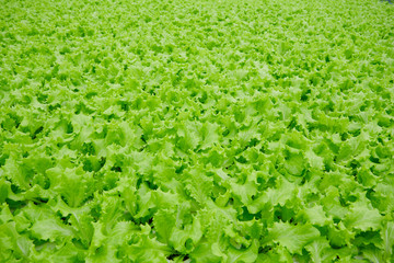 Fototapeta na wymiar Agricultural Vegetable Field with Green Lettuce