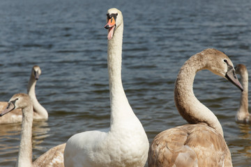 close-up swan family in summer lake  