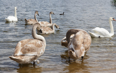 graceful swan family on the shore of a summer lake 