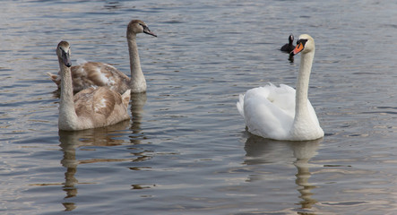 graceful swan family swims in the lake 