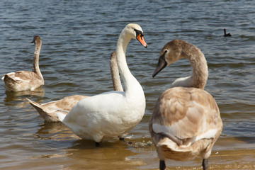 mother swan with her young swans on the shore of the lake  