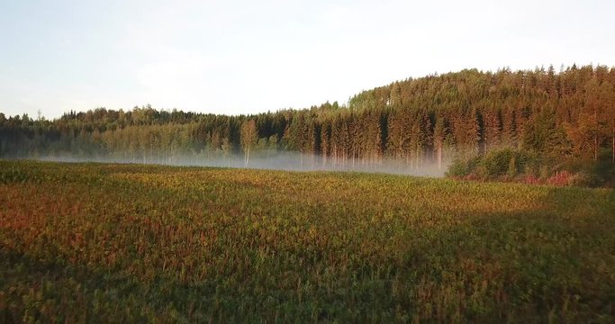 This video is about hemp, cannabis fields with mist and sunset