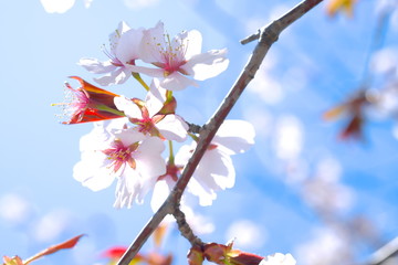 桜