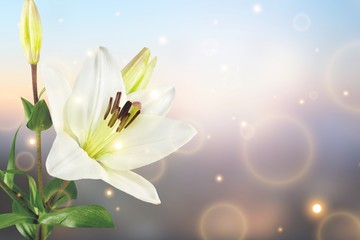 Beautiful white lily on  background
