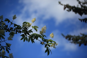 Flowers In Victoria