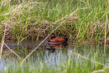 Cinnamon Teal