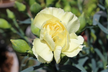 カーネーションの花