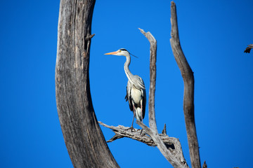 Africa Botswana