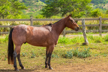 Fototapeta premium A Horse in pasture on a ranch in Hawaii