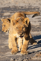 Botswana lion