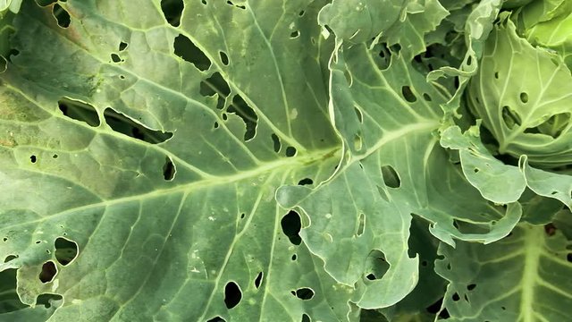 Cabbage damaged by insects pests close-up. Head and leaves of cabbage in hole, eaten by larvae butterflies and caterpillars. Consequences of the invasion butterflies Pieris brassicae.