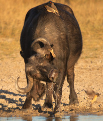 Botswana water buffalo