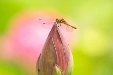 ピンクの香りに誘われて © kat334