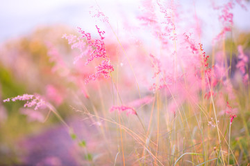 Obraz na płótnie Canvas Pink flowering grass fiddler,Background Visual depth of field focus,nature background.