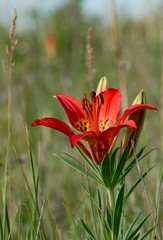 Saskatchewan's provincial flower the Western Red Lily growing wild on unbroken farmland