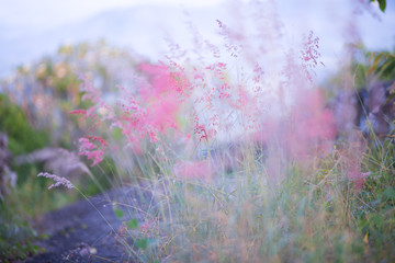 Obraz premium Pink flowering grass fiddler,Background Visual depth of field focus,nature background.