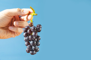 bunch of ripe grapes in hand on a blue background, copy space