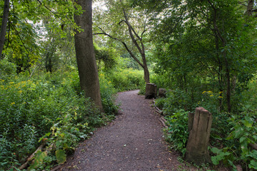 Walking trail in a conservation park forest. 