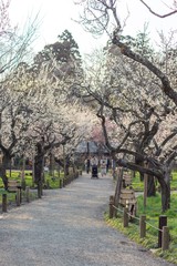 桜と道