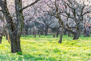 桜と庭