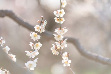 2本の桜