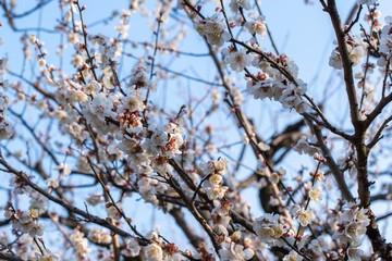 まとまった桜