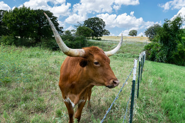Fototapeta premium Profile of Longhorn cow looking over barbed wire fence