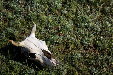 Obraz premium Skull cloven-hoofed animal