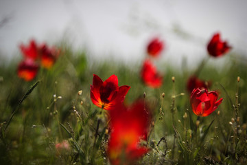 Obraz premium The Tulip festival