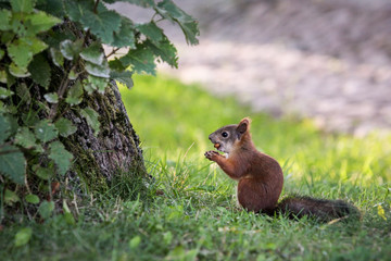 Squirrel in a city Park early on a summer morning.