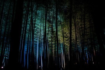Obraz premium 光る竹林