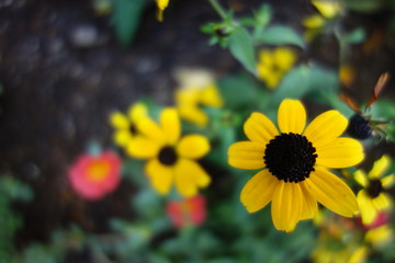 花壇のルドベキアの花