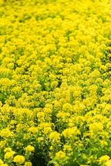 Obraz premium 沢山の黄色い花