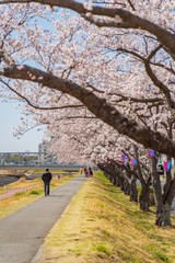 Fototapeta premium 桜と歩く人