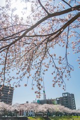 下から見た桜