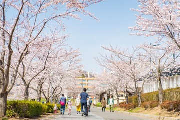 Obraz premium 桜と街道と人々