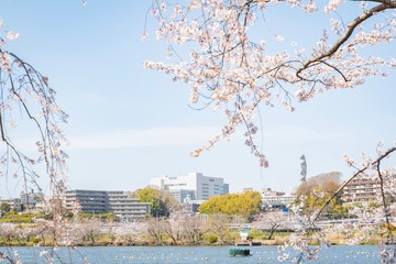 桜と街並み