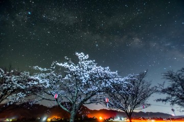 桜と提灯